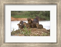 Framed Capybara family on a rock, Three Brothers River, Meeting of the Waters State Park, Pantanal Wetlands, Brazil