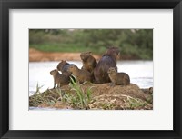 Framed Capybara family on a rock, Three Brothers River, Meeting of the Waters State Park, Pantanal Wetlands, Brazil