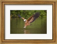 Framed Black-Collared hawk pouncing over water, Three Brothers River, Meeting of Waters State Park, Pantanal Wetlands, Brazil