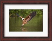 Framed Black-Collared hawk pouncing over water, Three Brothers River, Meeting of Waters State Park, Pantanal Wetlands, Brazil