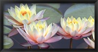 Framed Lotus Panorama