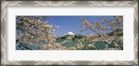 Framed Cherry blossom with memorial in the background, Jefferson Memorial, Tidal Basin, Washington DC, USA