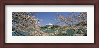 Framed Cherry blossom with memorial in the background, Jefferson Memorial, Tidal Basin, Washington DC, USA