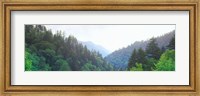Framed Trees with a mountain range in the background, Great Smoky Mountains National Park, Tennessee, USA