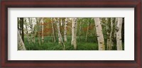 Framed Downy birch trees in a forest, Wild Gardens of Acadia, Acadia National Park, Maine