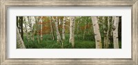 Framed Downy birch trees in a forest, Wild Gardens of Acadia, Acadia National Park, Maine