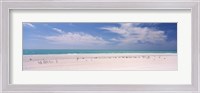Framed Flock of seagulls on the beach, Lido Beach, St. Armands Key, Sarasota Bay, Florida, USA