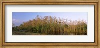 Framed Reflection of trees in water, Turner River Road, Big Cypress National Preserve, Florida, USA