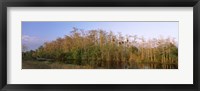 Framed Reflection of trees in water, Turner River Road, Big Cypress National Preserve, Florida, USA