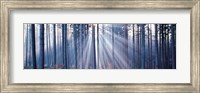 Framed Forest w/ sunrays Landsberg Vicinity Germany