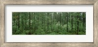 Framed Flowering Dogwood (Cornus florida) trees in a forest, Alaska, USA