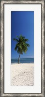 Framed Palm tree on the beach, Smathers Beach, Key West, Monroe County, Florida, USA