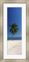 Framed Palm tree on the beach, Smathers Beach, Key West, Monroe County, Florida, USA