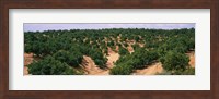 Framed Orange groves in a field, Andalusia, Spain