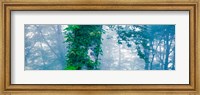 Framed Forest Nagano Kijimadaira-mura Japan