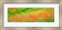 Framed Fields of flowers Andalusia Granada Vicinity Spain