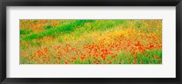 Framed Fields of flowers Andalusia Granada Vicinity Spain