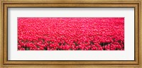 Framed Fields of tulips Alkmaar Vicinity Netherlands