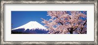 Framed Mt Fuji Cherry Blossoms Yamanashi Japan