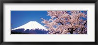 Framed Mt Fuji Cherry Blossoms Yamanashi Japan