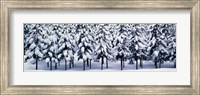 Framed Snow covered Cedar trees Kyoto Hanase Japan