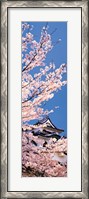 Framed Hikone Castle w\cherry blossoms Shiga Japan