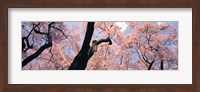 Framed Pink Blossoms, Nagano Japan