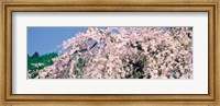 Framed Jyoshokou-ji Kyoto Japan