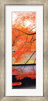 Framed Autumn Colors, Sagano Kyoto Japan