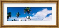 Framed Palm trees Miami FL USA