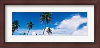 Framed Palm trees Miami FL USA