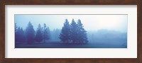 Framed Misty forest Quebec Canada