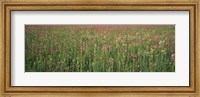 Framed Wildflowers blooming in a field, Lee County, Illinois, USA