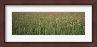 Framed Wildflowers blooming in a field, Lee County, Illinois, USA