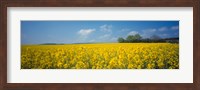 Framed Oilseed rape (Brassica napus) crop in a field, Switzerland