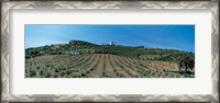 Framed Olive Groves Evora Portugal