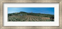 Framed Olive Groves Evora Portugal