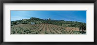 Framed Olive Groves Evora Portugal