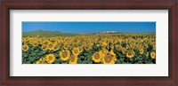 Framed Sunflower field Andalucia Spain