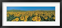 Framed Sunflower field Andalucia Spain