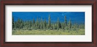 Framed Trees in Banff National Park Canada