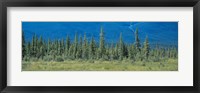 Framed Trees in Banff National Park Canada