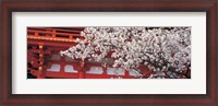Framed Cherry Blossom Kamigamo Shrine Kyoto Japan