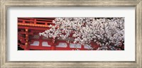 Framed Cherry Blossom Kamigamo Shrine Kyoto Japan