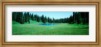 Framed Trees in a forest, Lakes, Alaska, USA