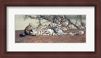 Framed Cheetah (Acinonyx jubatus) resting in a forest, Samburu National Park, Rift Valley Province, Kenya