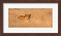 Framed Female lion (panthera leo) moving through tall grass, Masai Mara National Reserve, Kenya, Africa