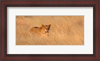 Framed Female lion (panthera leo) moving through tall grass, Masai Mara National Reserve, Kenya, Africa