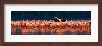 Framed Lesser flamingos in a lake, Lake Nakuru, Lake Nakuru National Park, Kenya