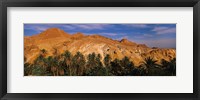 Framed Palm trees in front of mountains, Chebika, Tunisia